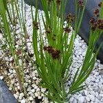 Juncus ensifolius 花