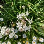 Allium tuberosumFlower