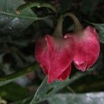 Heisteria parvifolia 花