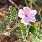 Erodium lebelii 花