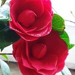 Camellia japonica Λουλούδι