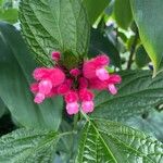 Salvia oxyphora Flower