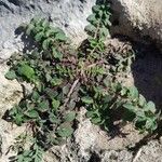 Centaurea raphanina Yaprak