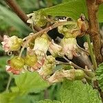 Ribes nigrum Blomst