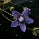 Comastoma pedunculatum Flor