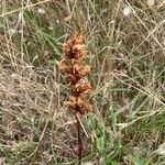 Orobanche rapum-genistaeFlor