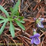 Viola pinnata Other