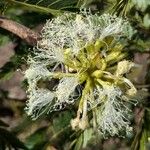 Macrosamanea pubiramea Flor