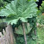 Gunnera tinctoria Habitus