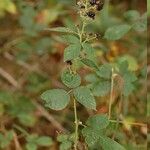 Rubus phyllostachys Diğer