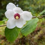 Magnolia sieboldii Virág