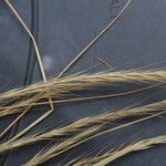 Festuca myuros Floare