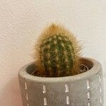Pilosocereus chrysostele Hoja