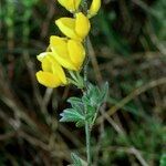 Cytisus ardoinoi Other