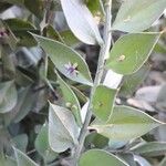 Ruscus aculeatus 花