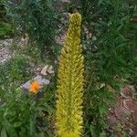 Eremurus stenophyllus Flower