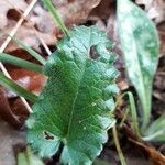 Stachys pradica Leaf