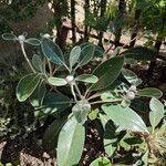 Pachystegia insignis Folha