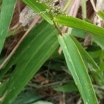 Axonopus compressus Fiore