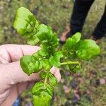 Nasturtium officinale Levél