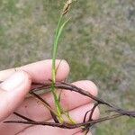 Carex chordorrhiza Hoja