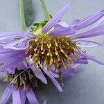 Aster amellus 花