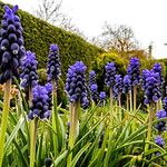 Muscari botryoides Hábito