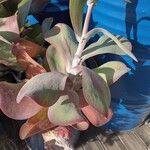 Kalanchoe tetraphylla 葉