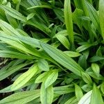Nardostachys jatamansi Other