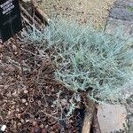 Helichrysum italicum Hábitos
