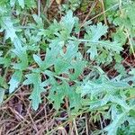 Coincya monensis Leaf