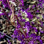 Callicarpa japonica Vaisius