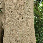 Ficus benjamina Corteccia