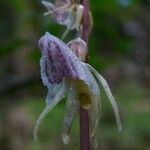 Epipogium aphyllum Flower