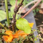 Plumbago indica Bark