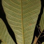 Pouteria viridis Leaf