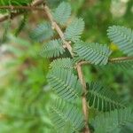 Porlieria microphylla List