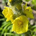 Verbascum bombyciferum Flower