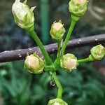 Pyrus calleryana Flower