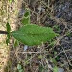 Inula conyza Folha