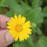 Calendula arvensisBlodyn