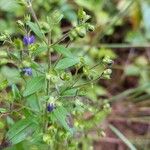 Trichostema dichotomum Hoja