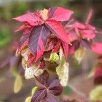 Acalypha wilkesianaBlatt