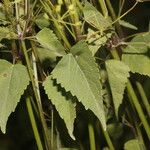Spananthe paniculata Habitus