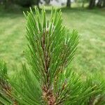 Pinus leucodermis Likasa
