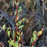 Flueggea tinctoria Leaf