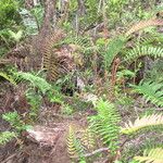 Blechnum cordatum ശീലം