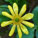 Ranunculus bullatus 花