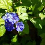 Ceratostigma plumbaginoidesΛουλούδι