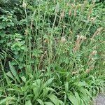Plantago argentea Libunga